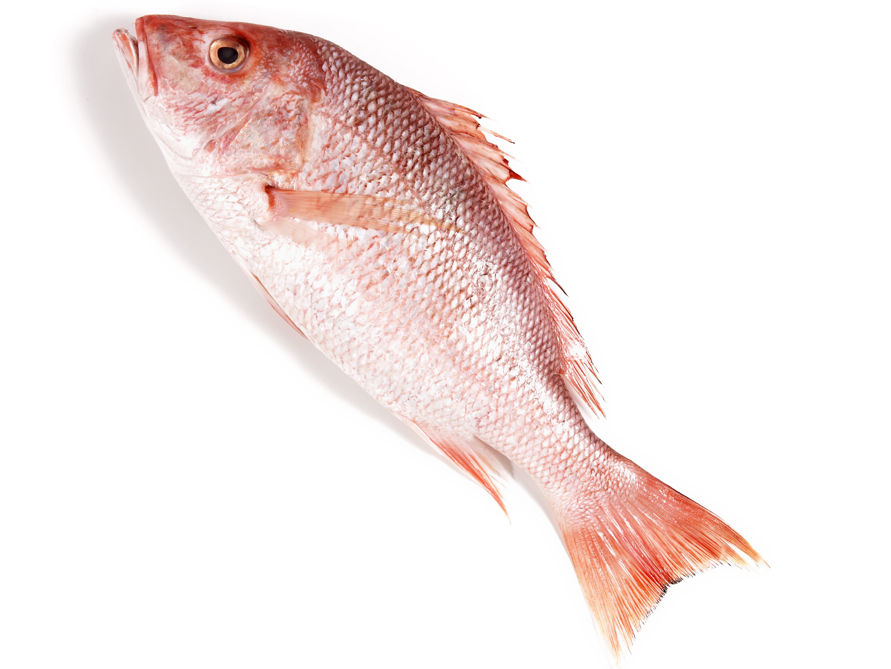 red snapper bengali name